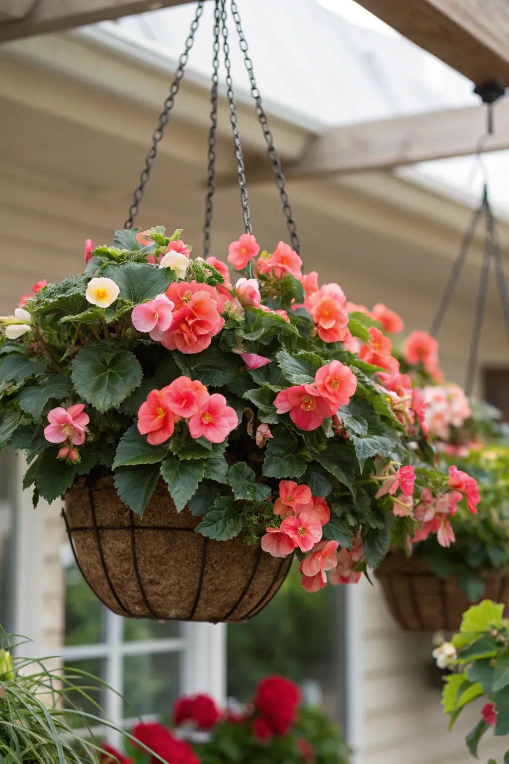 A balanced set of four begonias offers symmetry and order.
