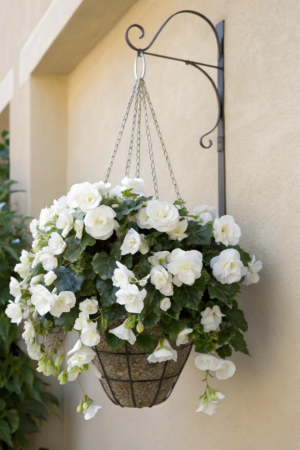 Monochromatic begonias create a sophisticated, elegant appearance.