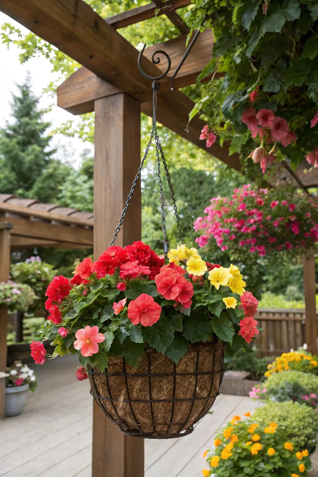 A blend of vibrant begonias produces a lively and striking container.
