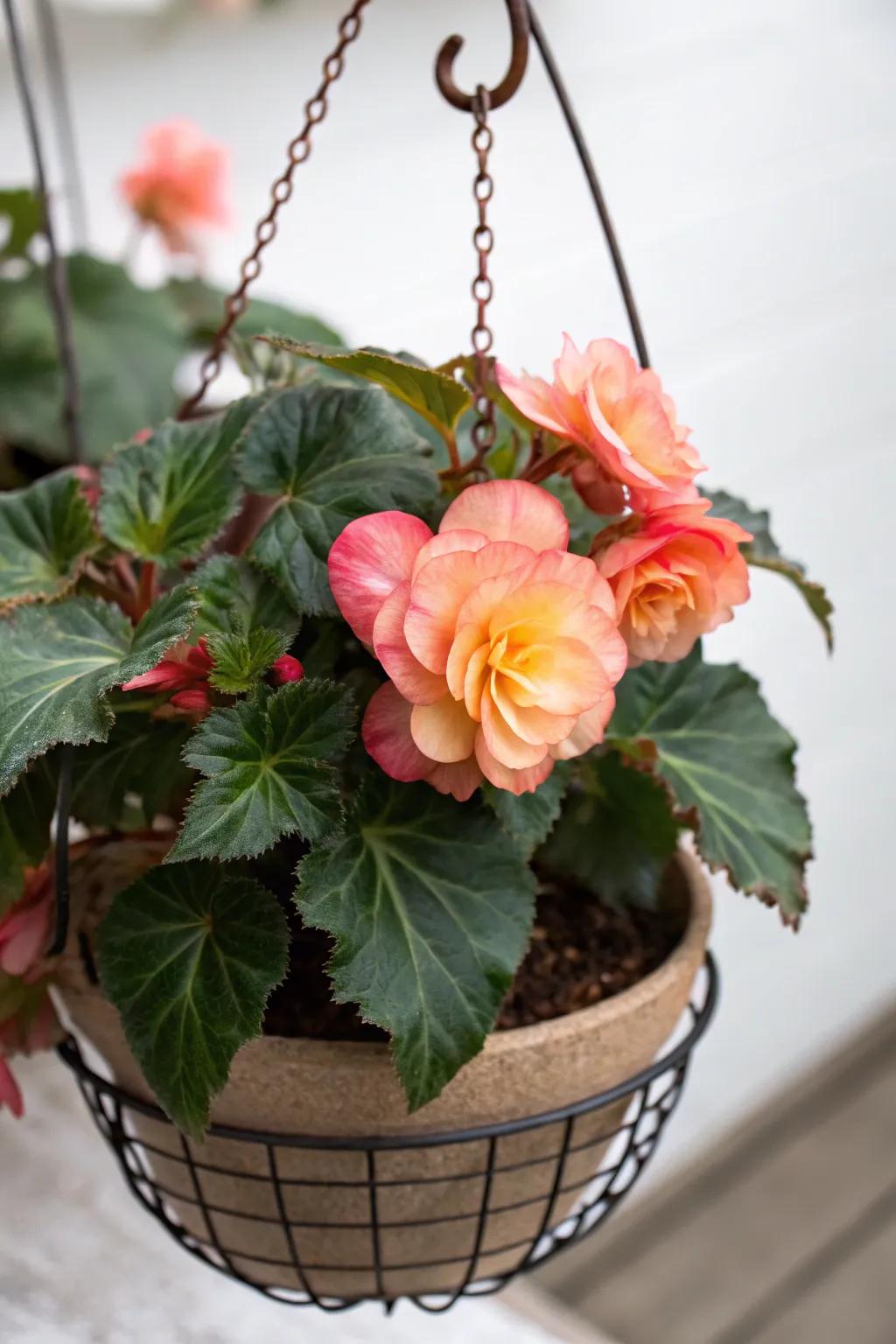 A solitary begonia bulb crafts a daring and exquisite declaration.