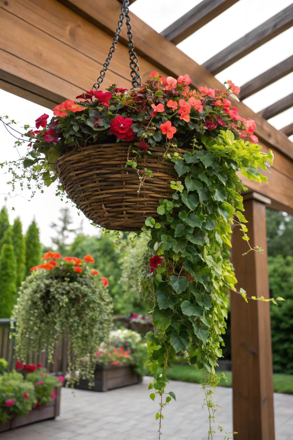 Begonias matched with ivy fashion a comprehensive and textured presentation.