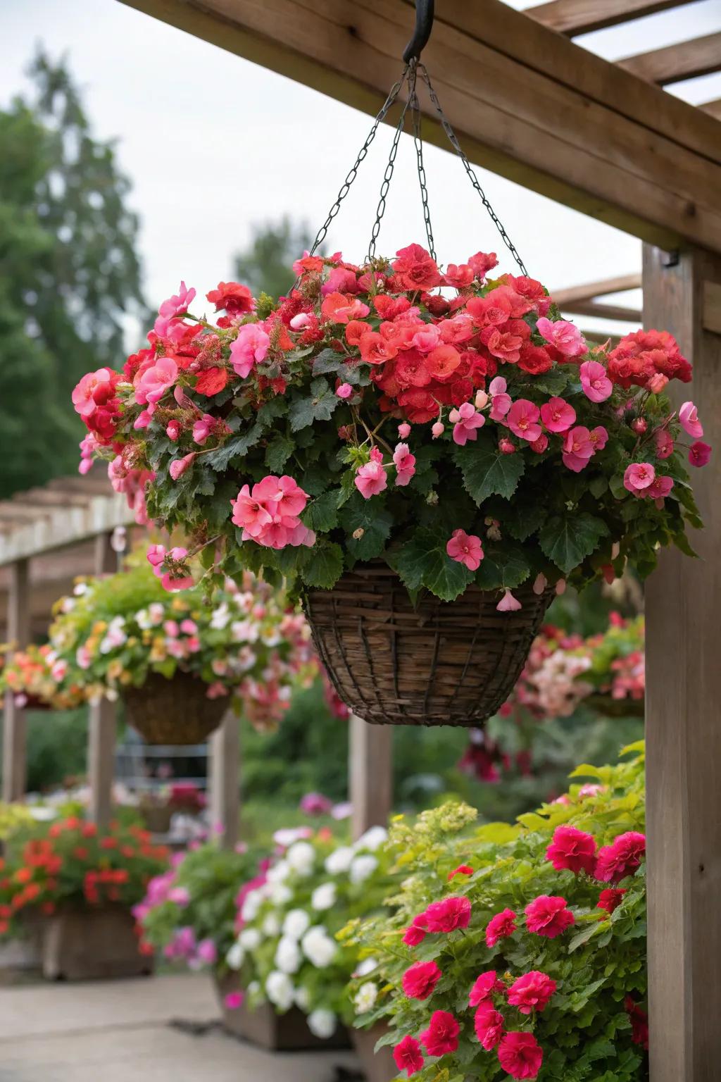 An abundant container of begonias provides a striking, lush effect.